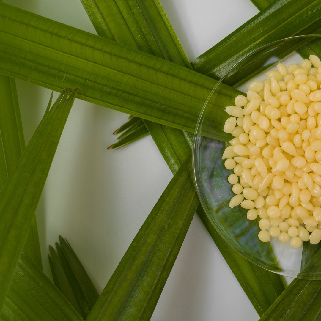 Unveiling the Beauty of Candelilla Wax: Nature's Secret Ingredient