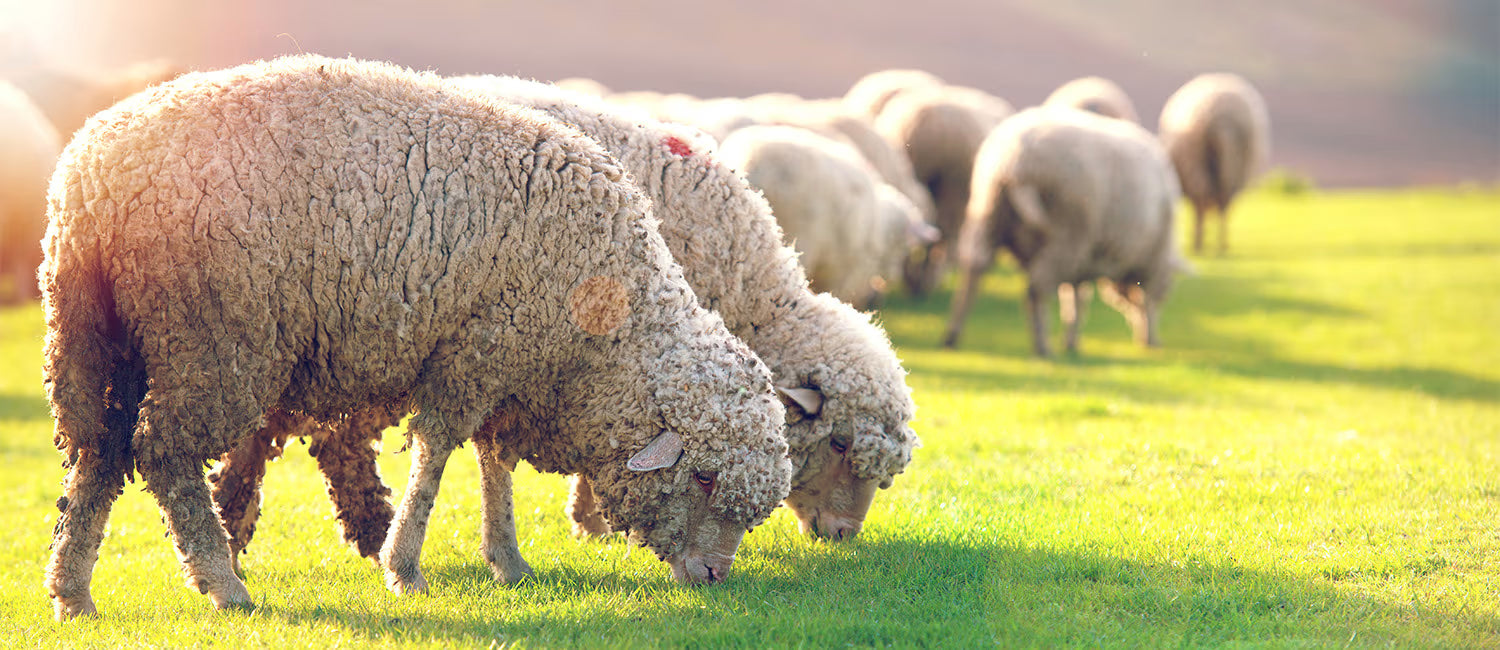 Sheep grazing on a grassy field with a warm glow